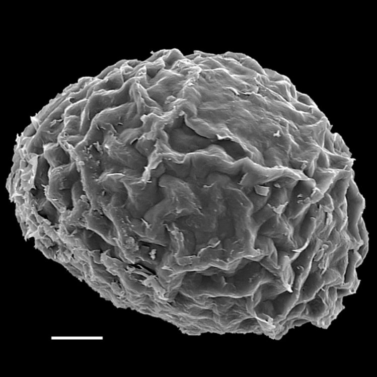 Blechnaceae Lomariocycas schomburgkii