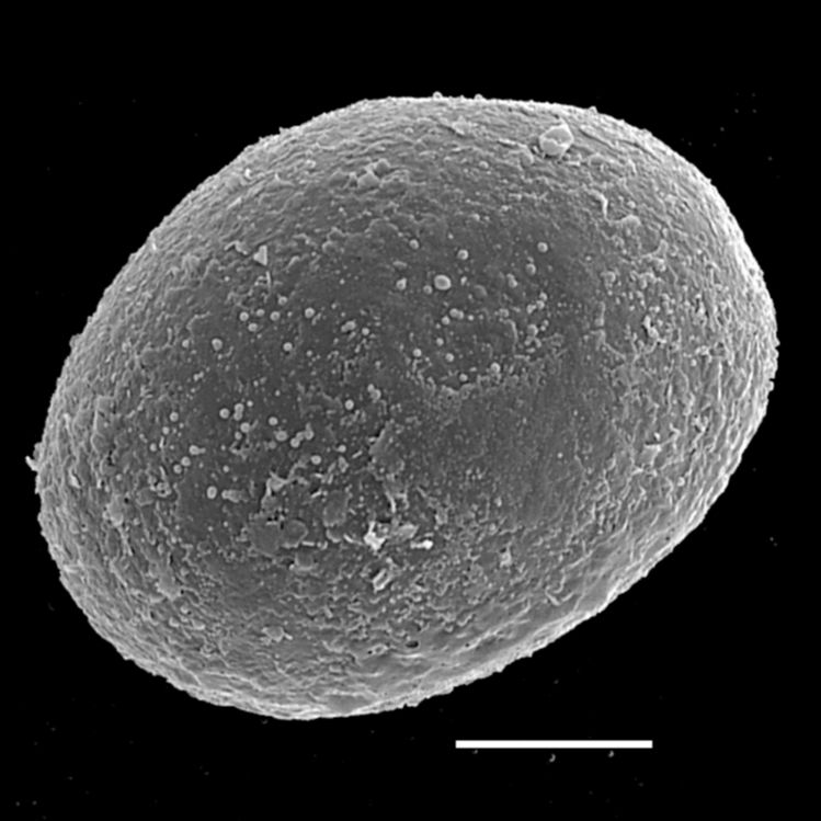 Blechnaceae Oceaniopteris obtusata