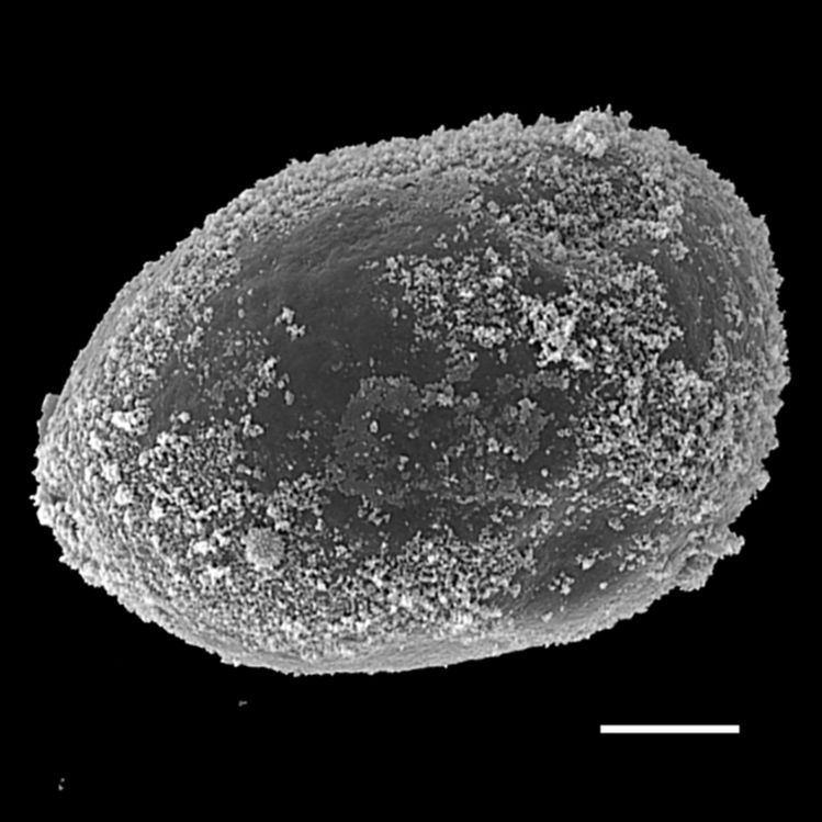 Blechnaceae Oceaniopteris vittata