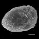 image of Oceaniopteris vittata