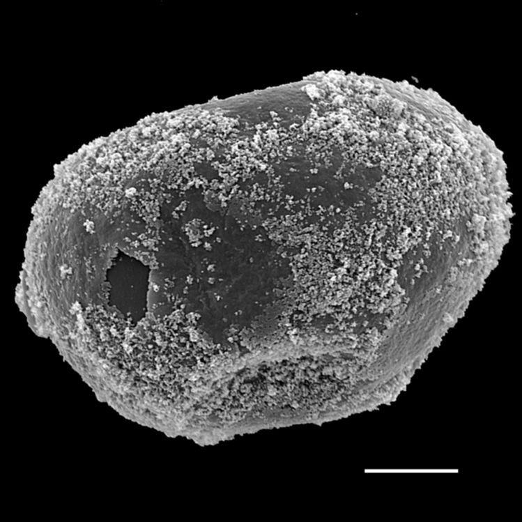 Blechnaceae Oceaniopteris vittata