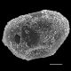 image of Oceaniopteris vittata