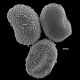 image of Salpichlaena volubilis