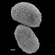 image of Salpichlaena volubilis