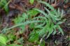 image of Blechnum appendiculatum X gracile