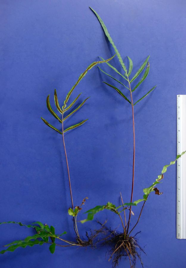 Blechnaceae Blechnum appendiculatum X gracile