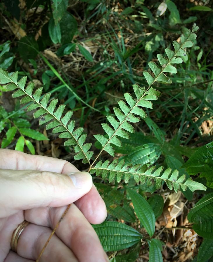 Lindsaeaceae Lindsaea quadrangulata