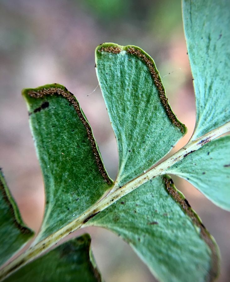 Lindsaeaceae Lindsaea quadrangulata