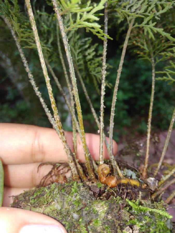 Polypodiaceae Pleopeltis lindeniana