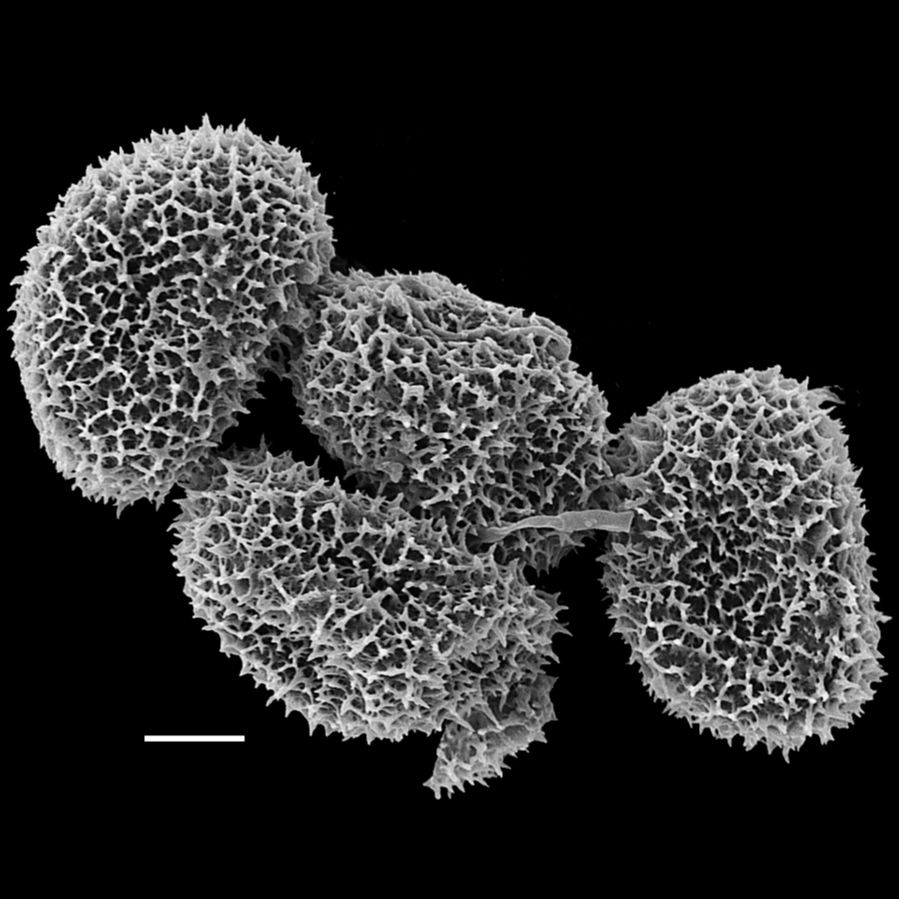 Dryopteridaceae Elaphoglossum anoriense