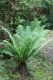 image of Dryopteris wallichiana