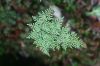 image of Gaga marginata