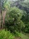 image of Brunfelsia 