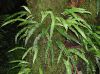 image of Campyloneurum falcoideum
