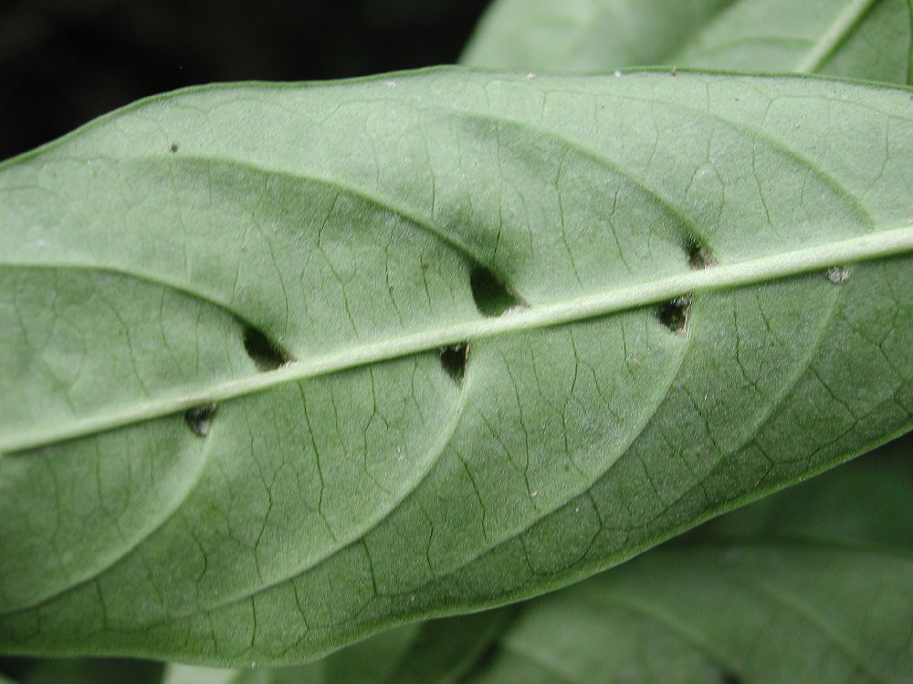 Solanaceae Solanum vacciniifolium
