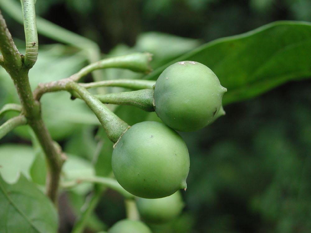 Solanaceae Solanum vacciniifolium