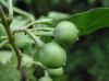 image of Solanum vacciniifolium
