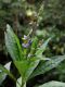 image of Polygala 