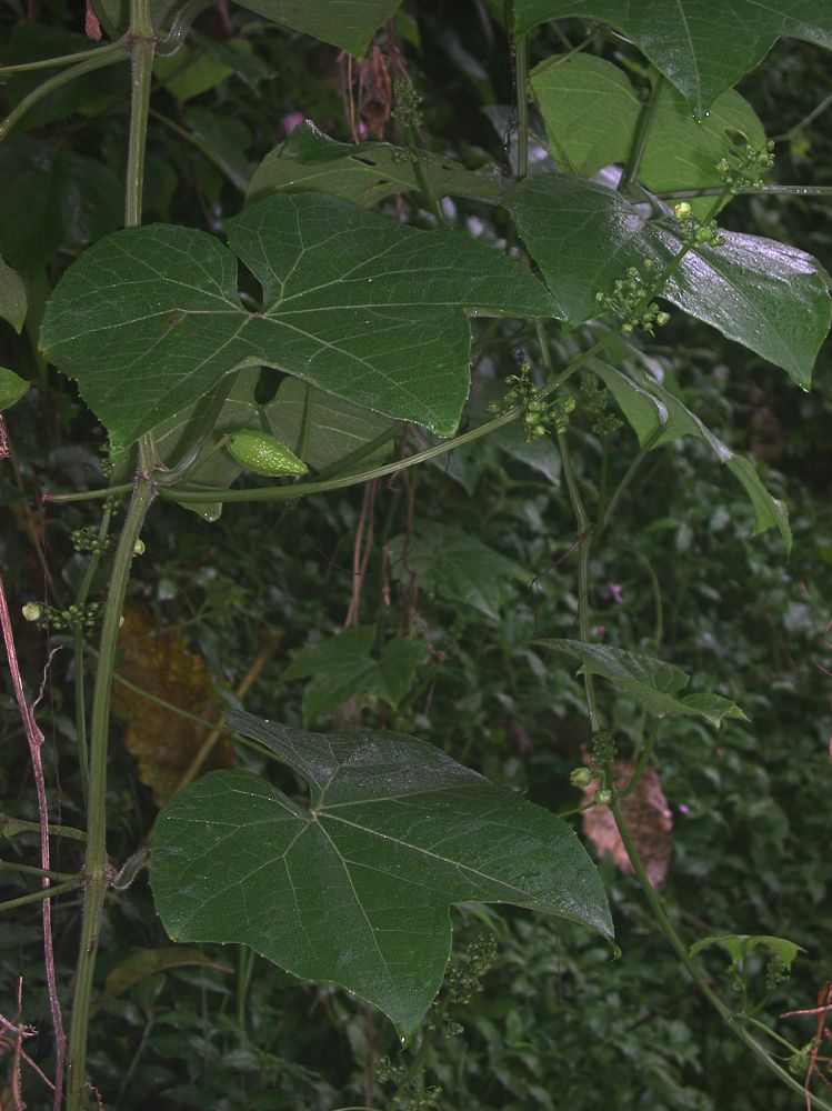 Cucurbitaceae Sechium edule
