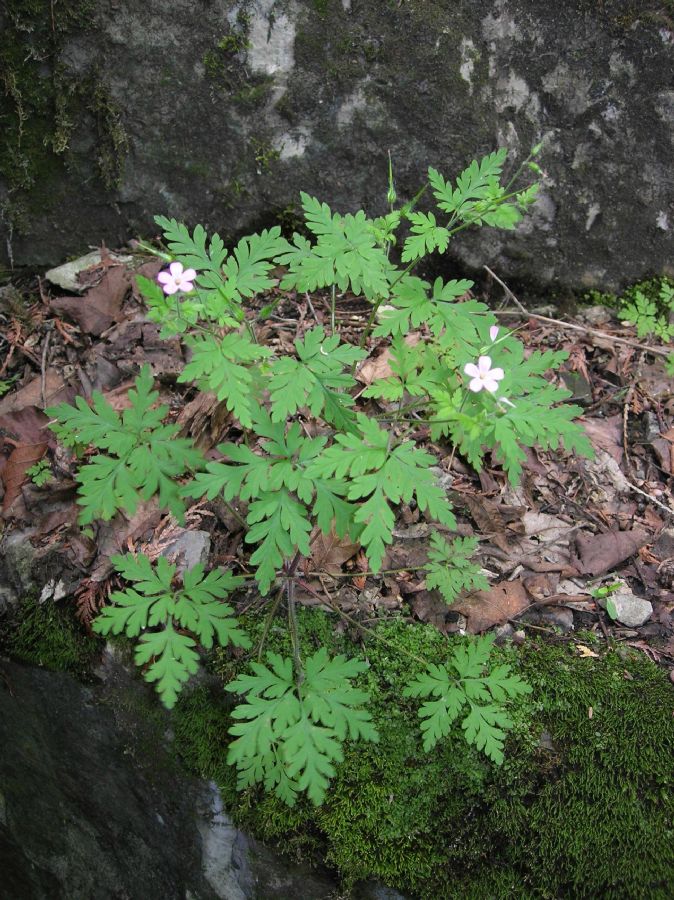 Geraniaceae Geranium robertianum