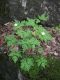image of Geranium robertianum