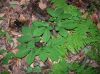 image of Panax quinquefolium