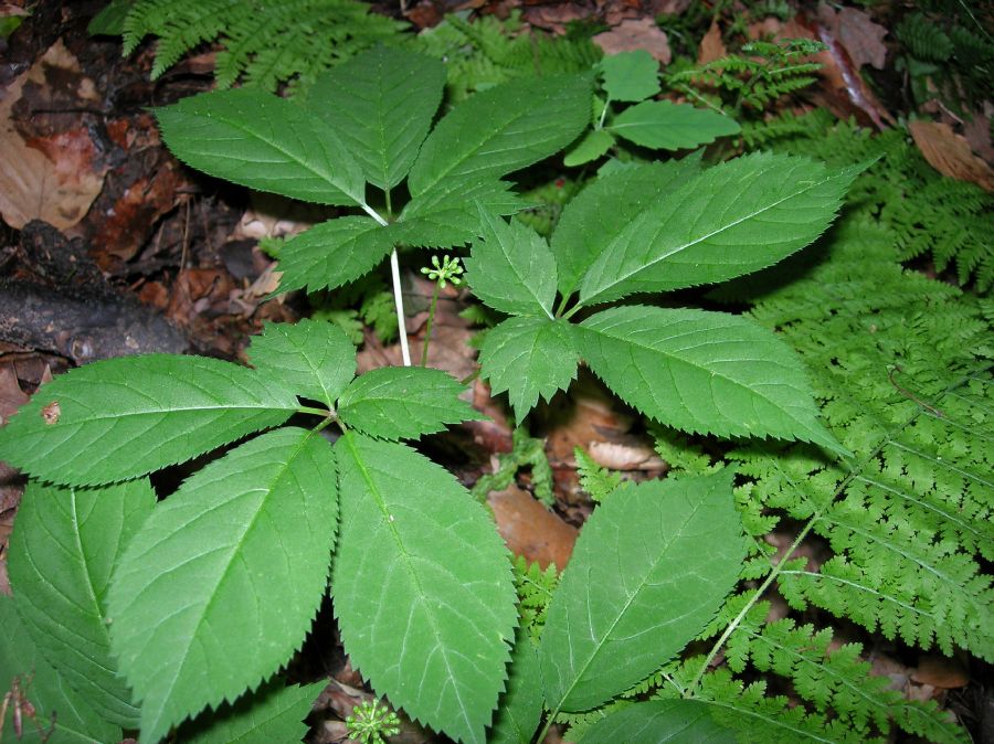 Araliaceae Panax quinquefolium