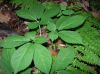 image of Panax quinquefolium