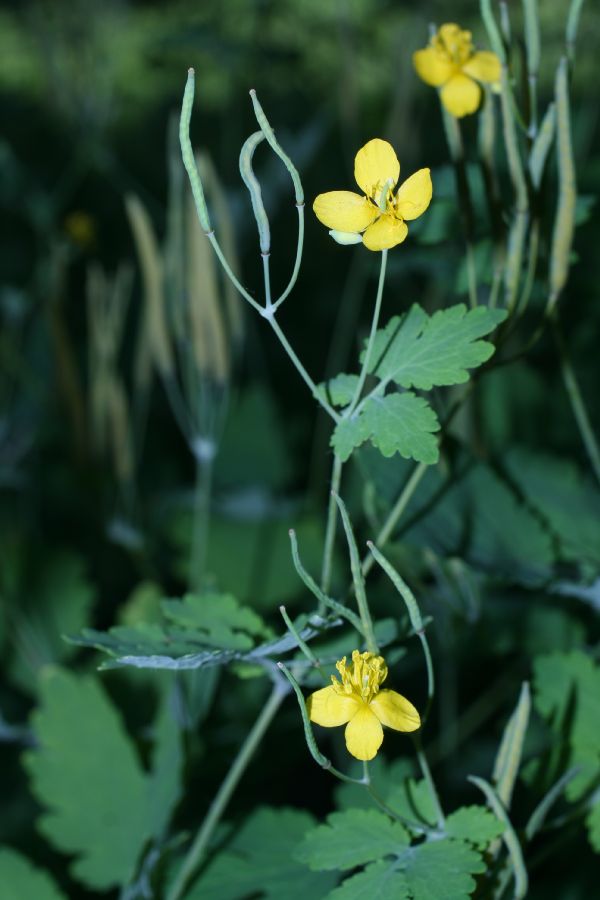 Papaveraceae Chelidonium majus