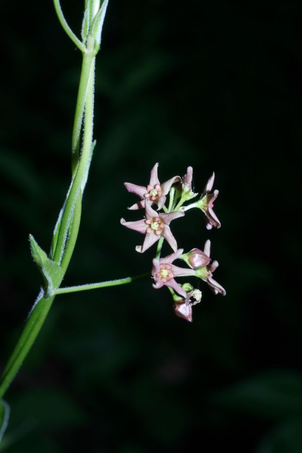 Apocynaceae Cynanchum nigrum