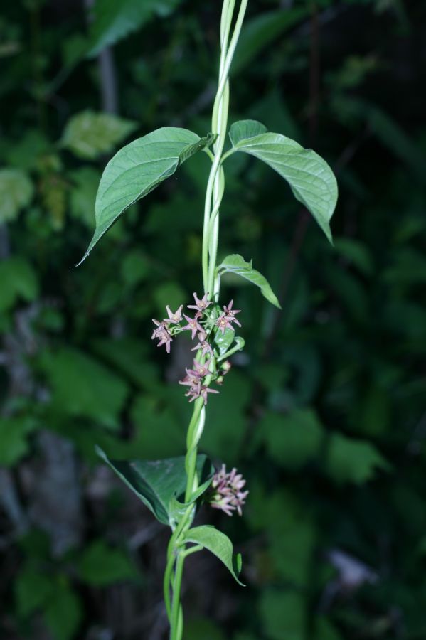 Apocynaceae Cynanchum nigrum