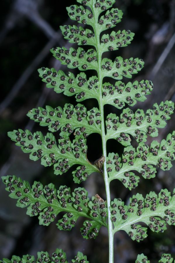 Cystopteridaceae Cystopteris fragilis