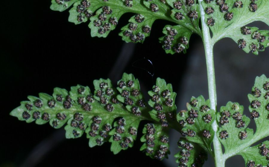 Cystopteridaceae Cystopteris fragilis
