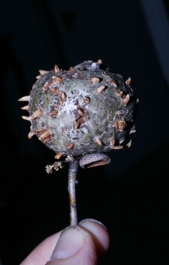 Fagaceae Quercus palustris