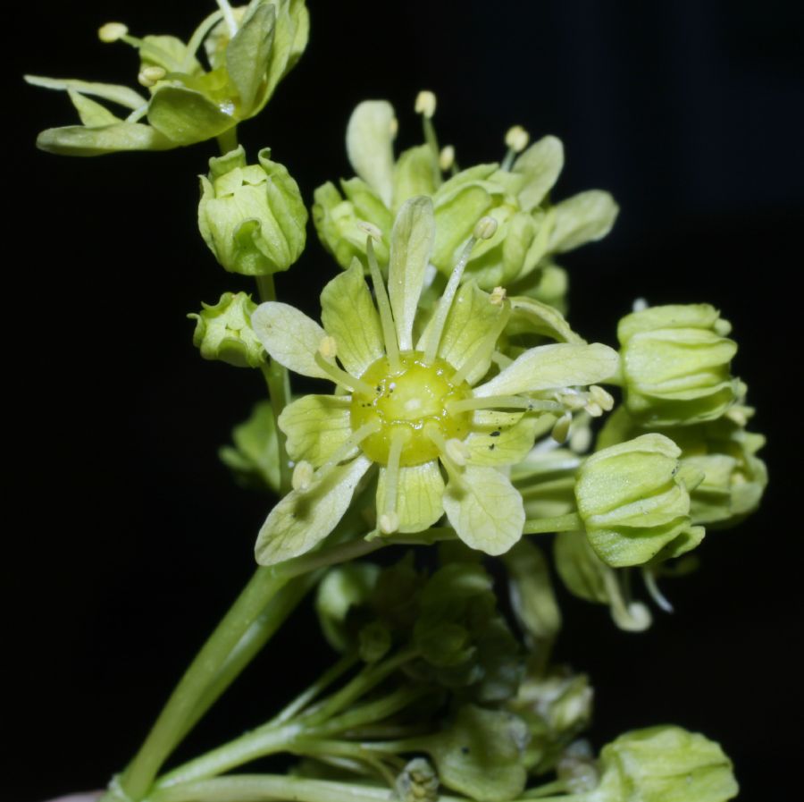 Tiliaceae Tilia americana