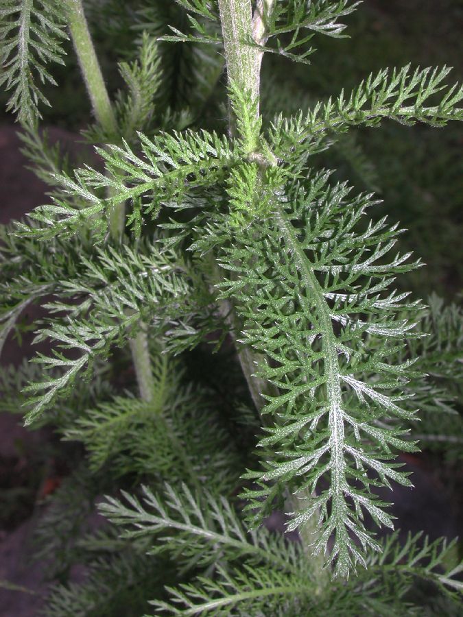 Asteraceae Achillea millefolium