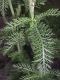 image of Achillea millefolium