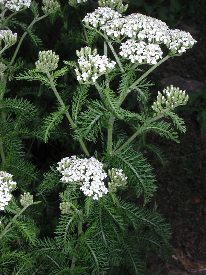 Asteraceae Achillea millefolium