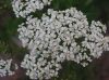 image of Achillea millefolium