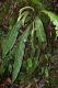 image of Elaphoglossum auripilum