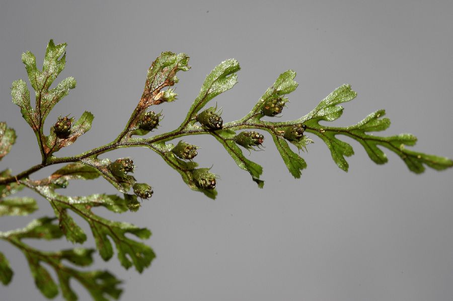 Hymenophyllaceae Hymenophyllum fucoides