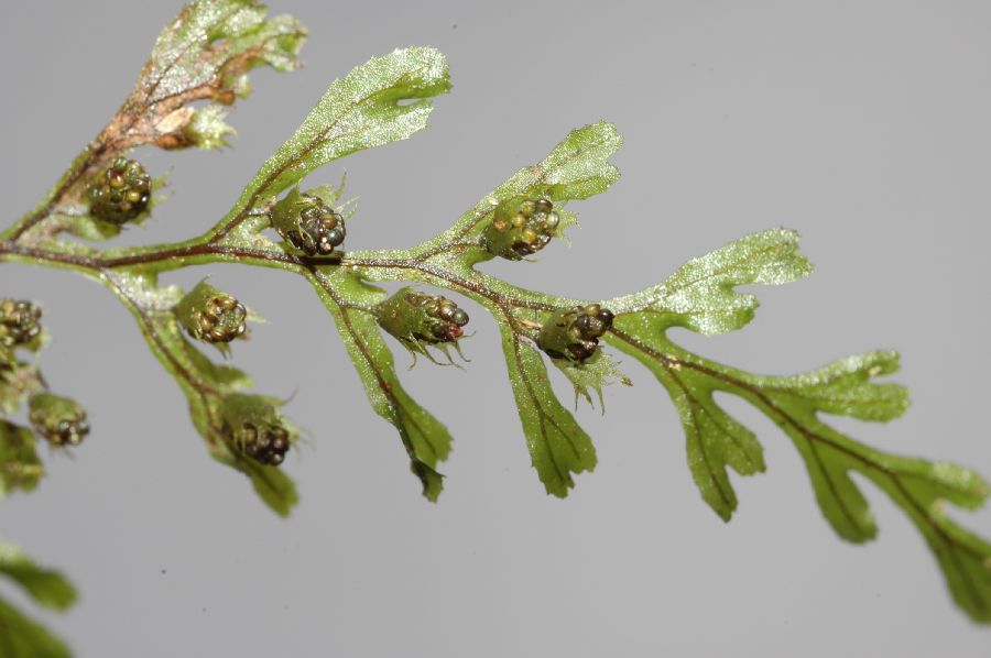 Hymenophyllaceae Hymenophyllum fucoides