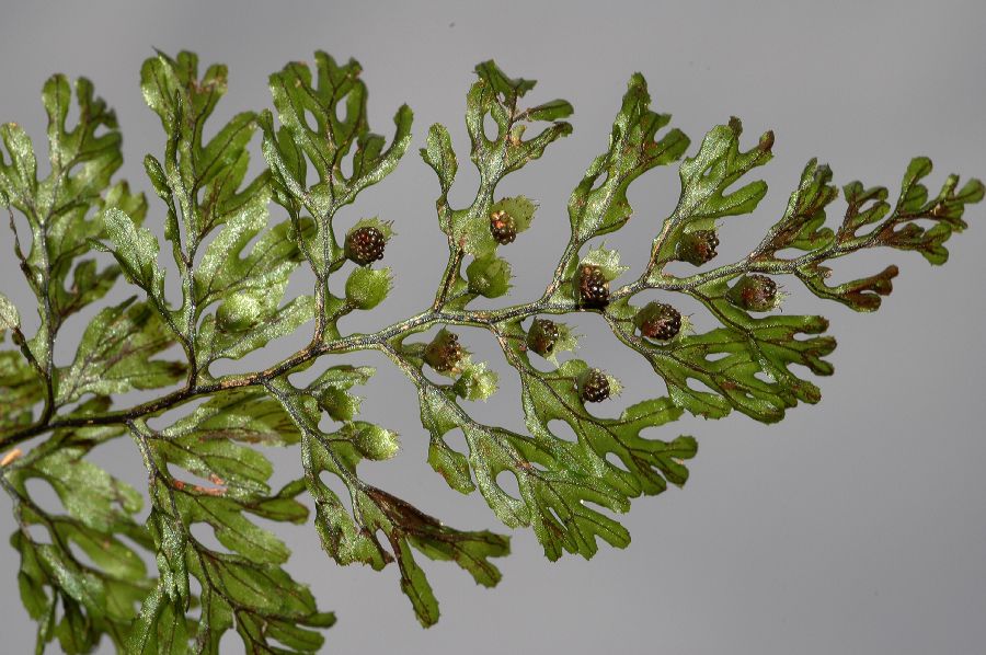 Hymenophyllaceae Hymenophyllum fucoides
