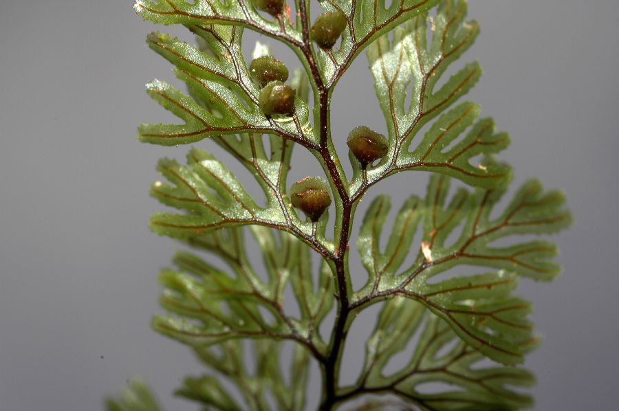 Hymenophyllaceae Hymenophyllum tunbridgense