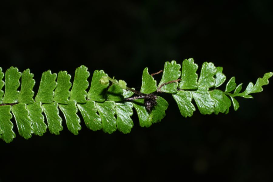 Aspleniaceae Asplenium polyphyllum