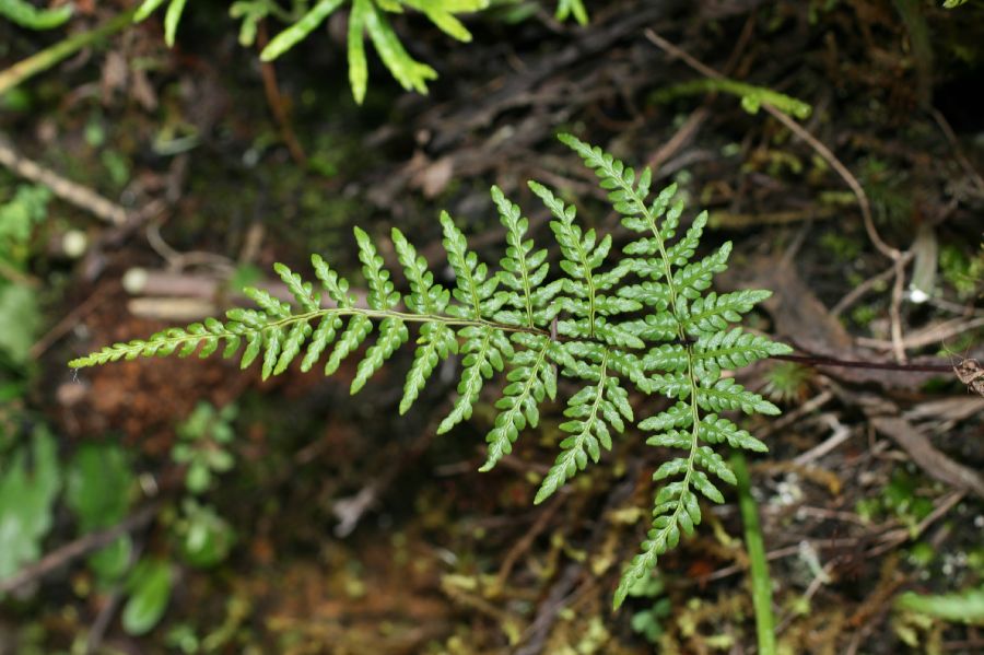Pteridaceae Gaga harrisii