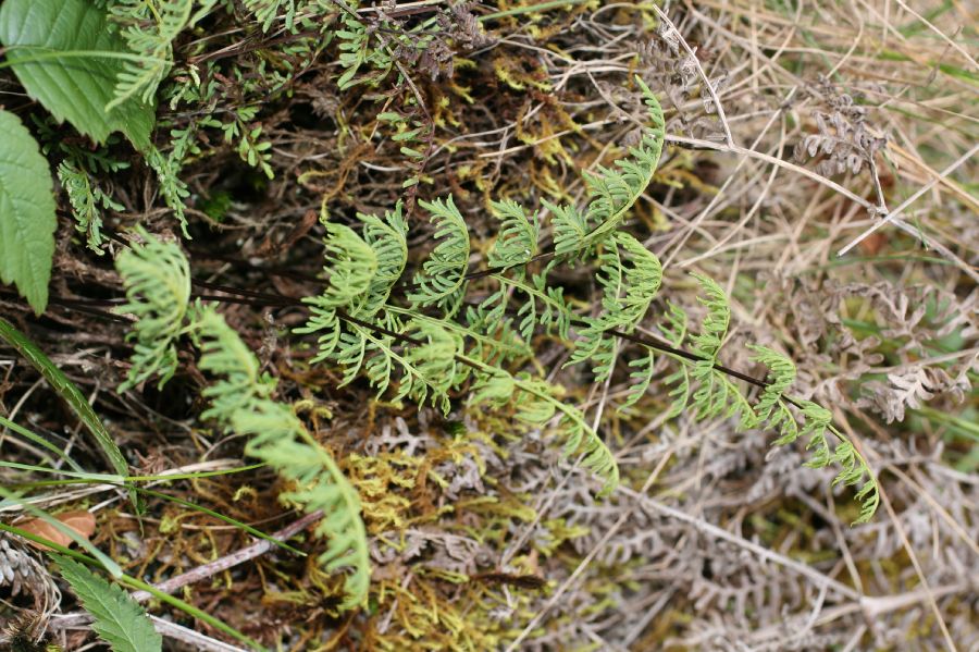 Pteridaceae Gaga marginata