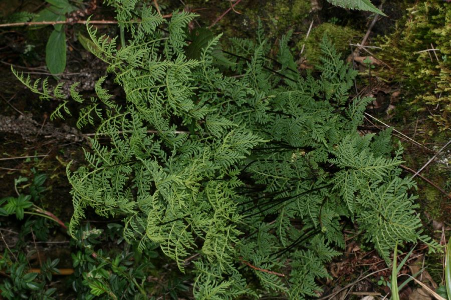 Pteridaceae Gaga marginata
