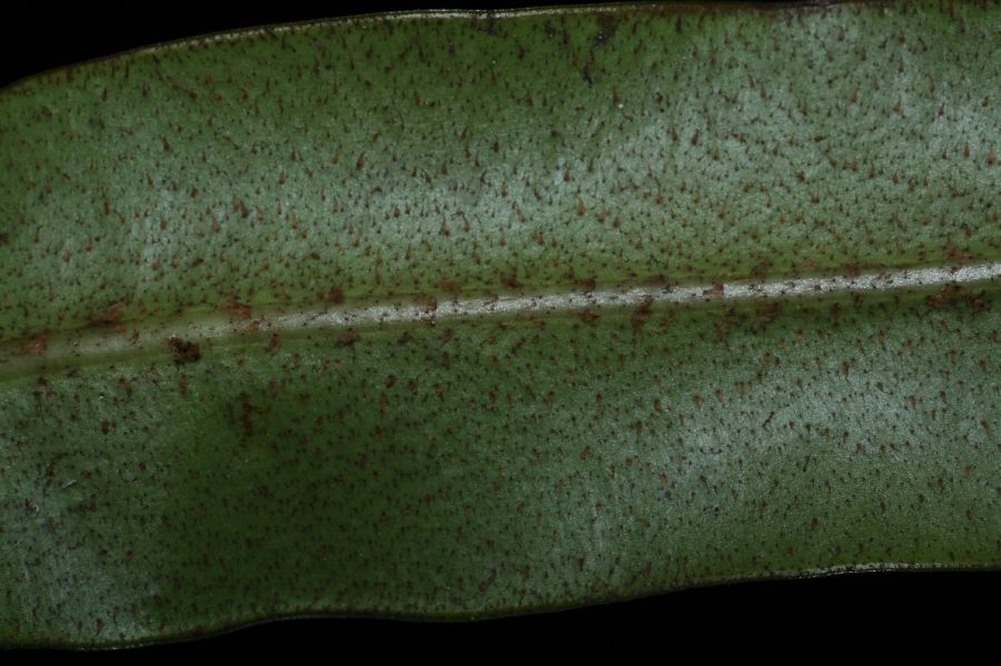 Dryopteridaceae Elaphoglossum conspersum