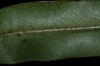 image of Elaphoglossum conspersum